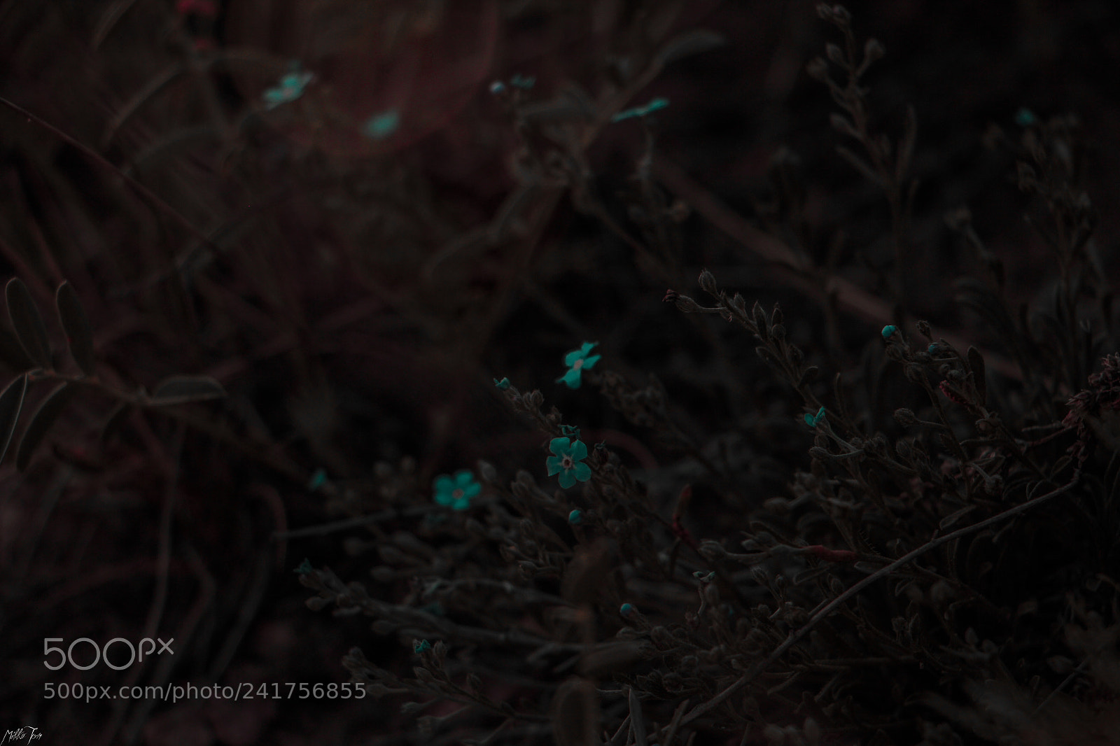 Canon EOS 60D sample photo. Img photography