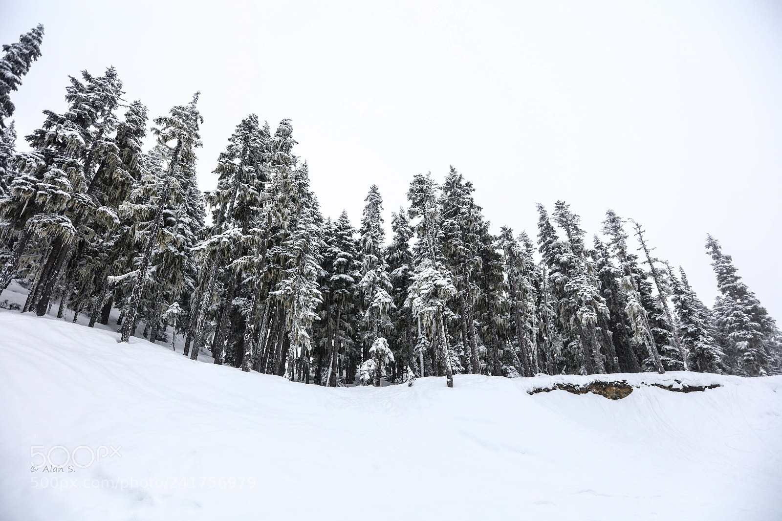 Canon EOS 5DS R sample photo. Snow day photography