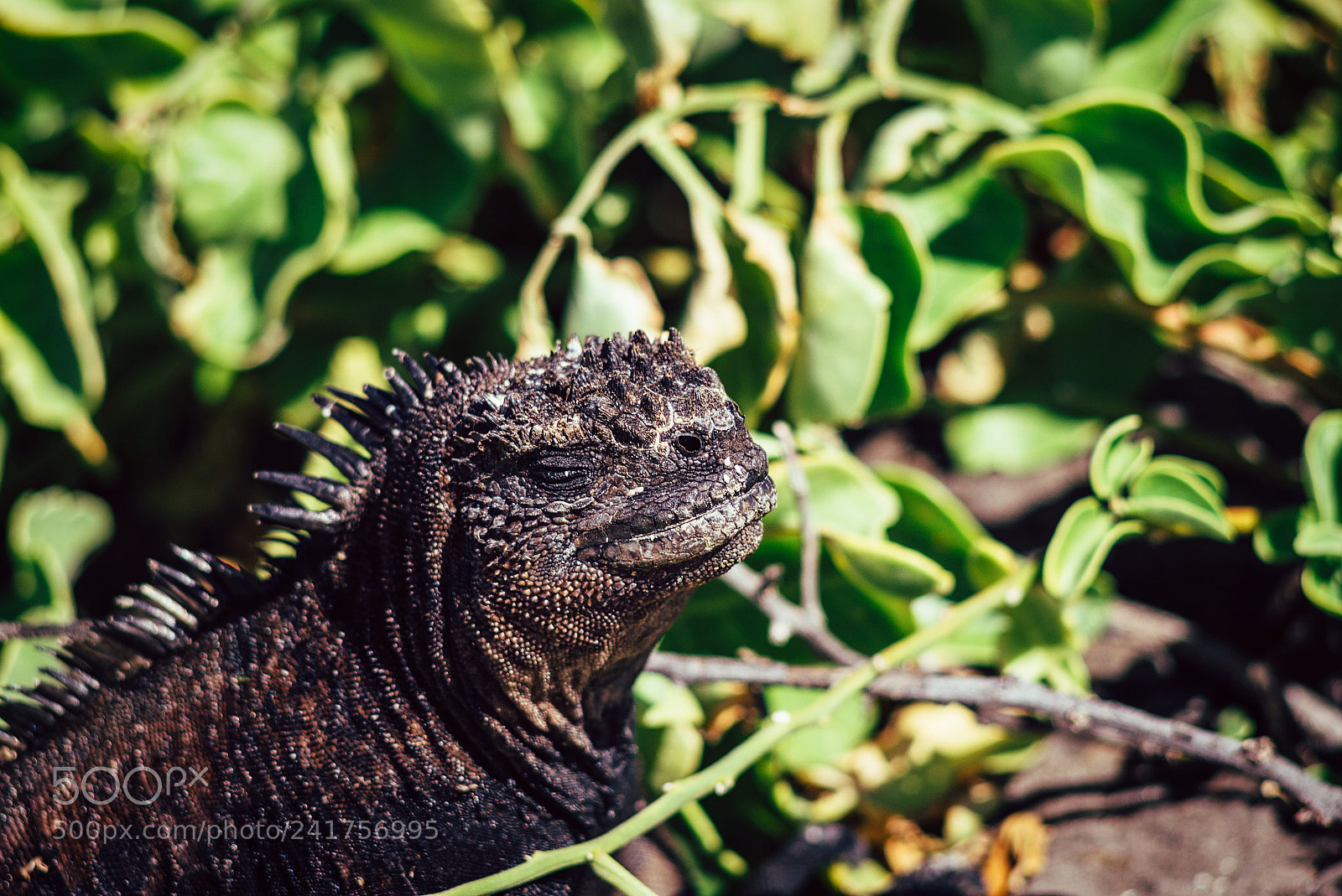 Leica M (Typ 240) sample photo. Iguana sunbathing photography