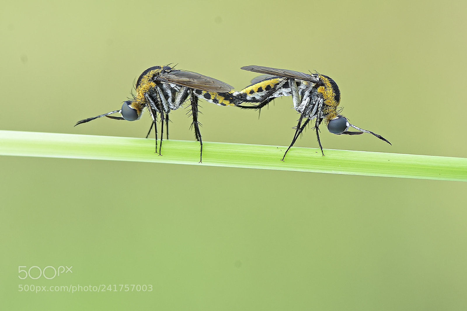 Nikon D7100 sample photo. Mating toxophora photography