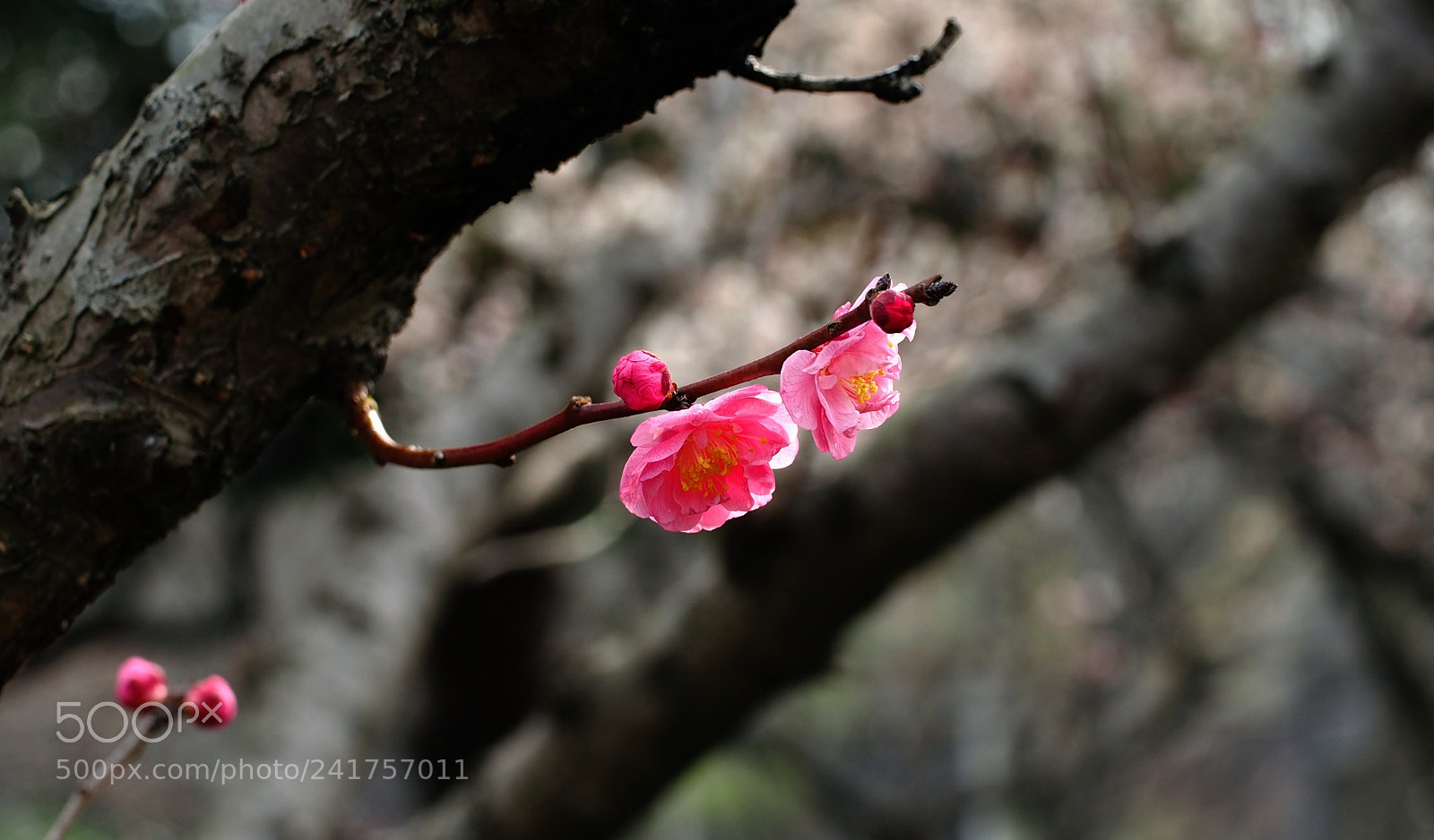 Olympus OM-D E-M5 sample photo. Red plum blossom photography