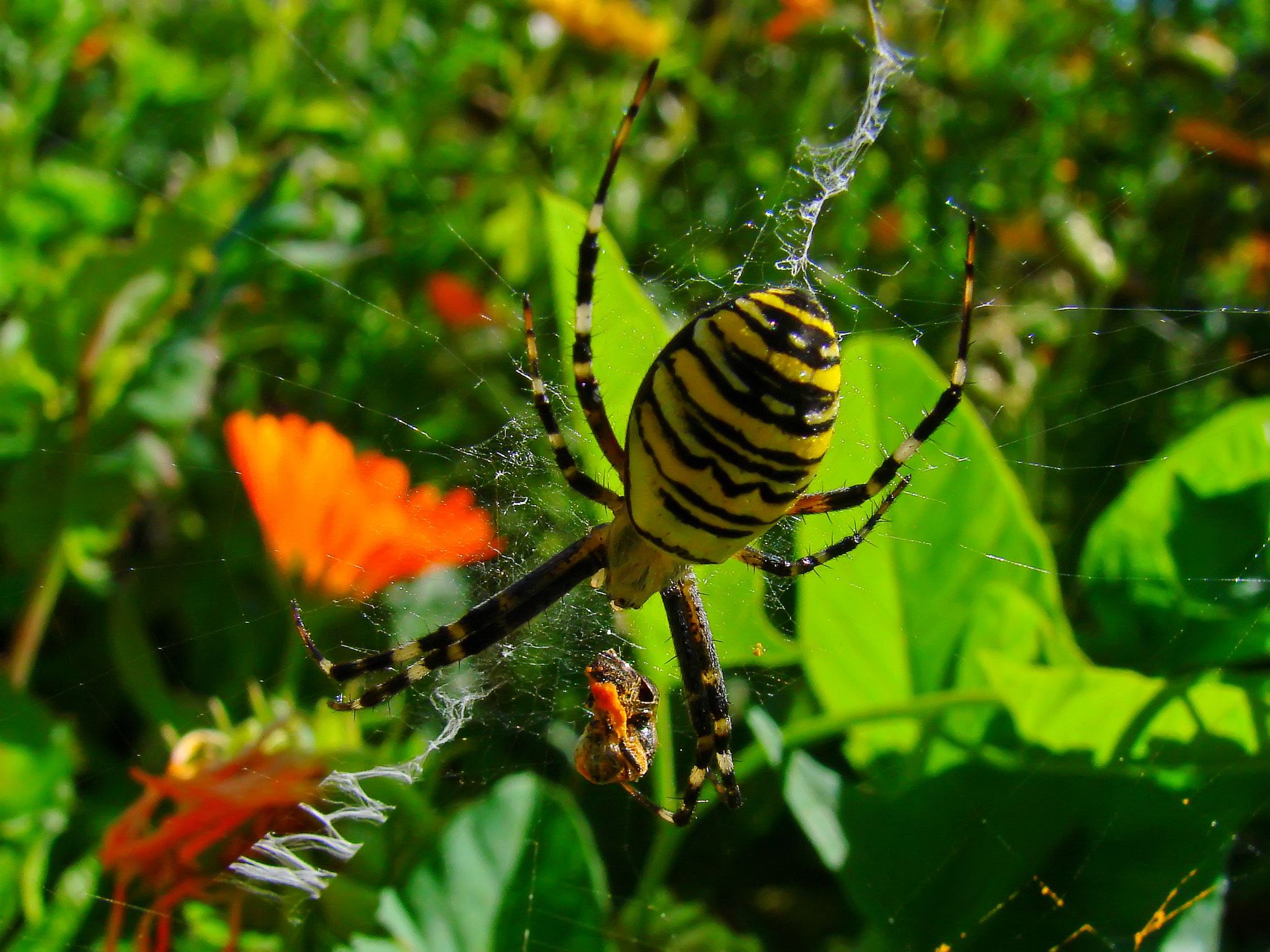 Sony DSC-H5 sample photo. Argiope bruennichi photography