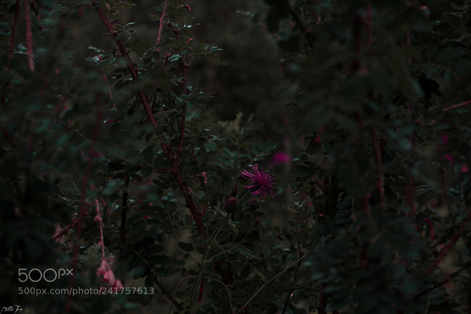 Canon EOS 60D sample photo. Img photography