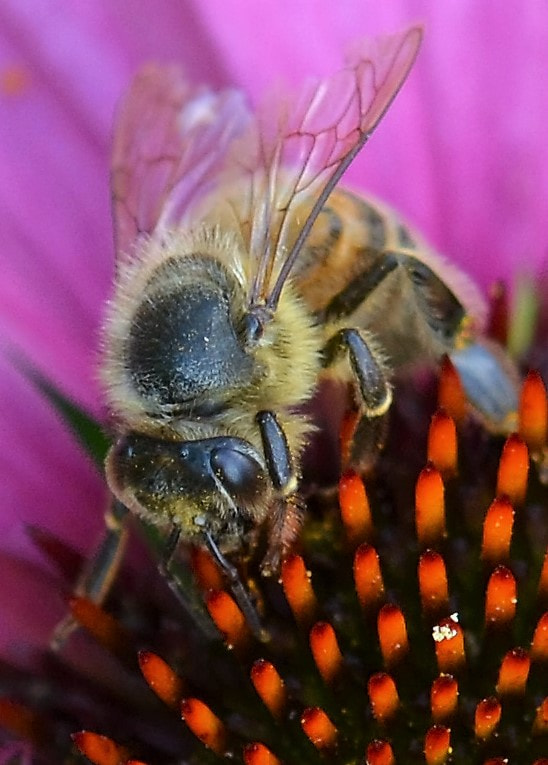 Sigma 105mm F2.8 EX DG OS HSM sample photo. Biene und blumen photography