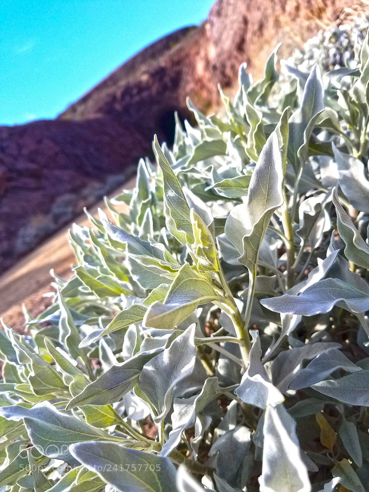 Samsung Galaxy S7 sample photo. Desert plant life photography