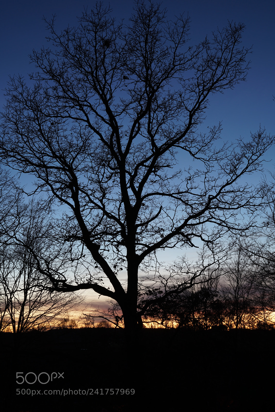 Sony a7 II sample photo. Tree at sundown photography