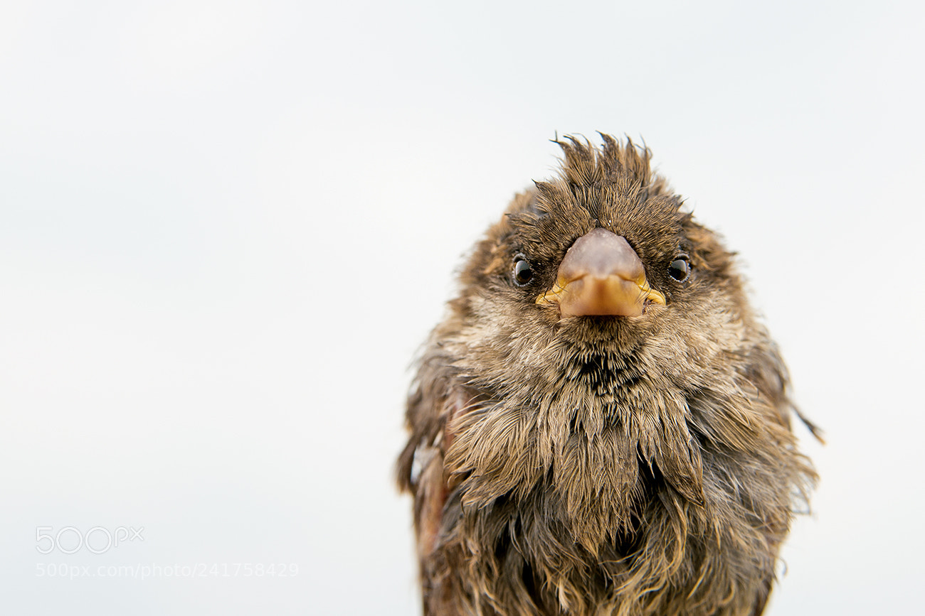 Pentax K-5 II sample photo. Wir hatten wind photography