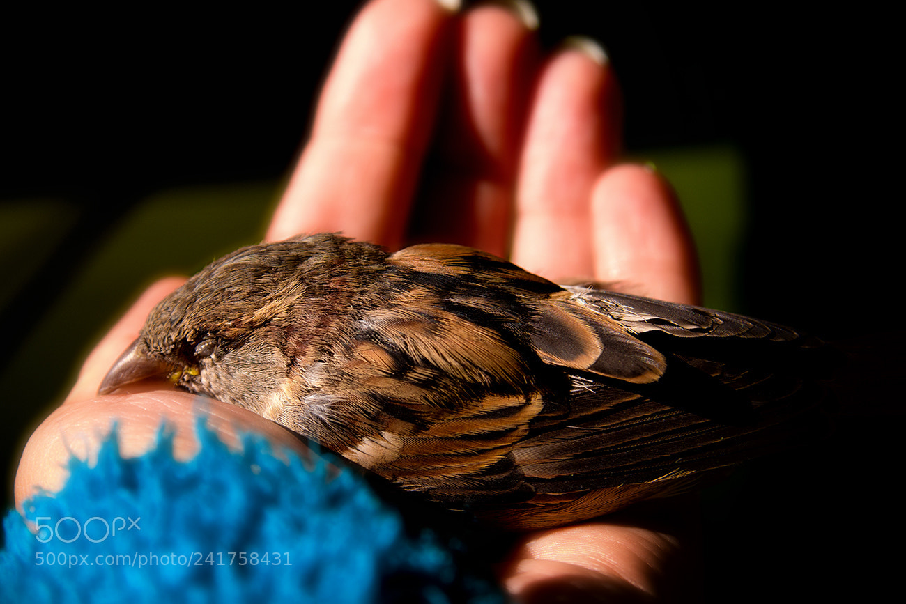 Pentax K-5 II sample photo. We love it photography