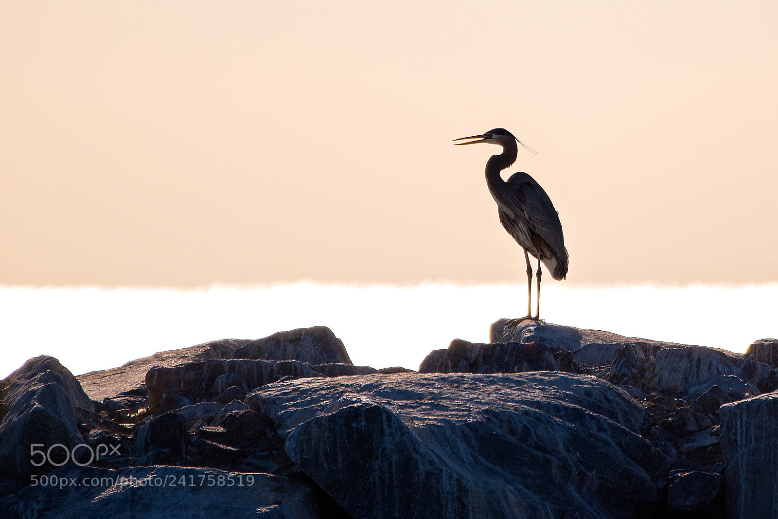 Nikon D5500 sample photo. Morning call photography
