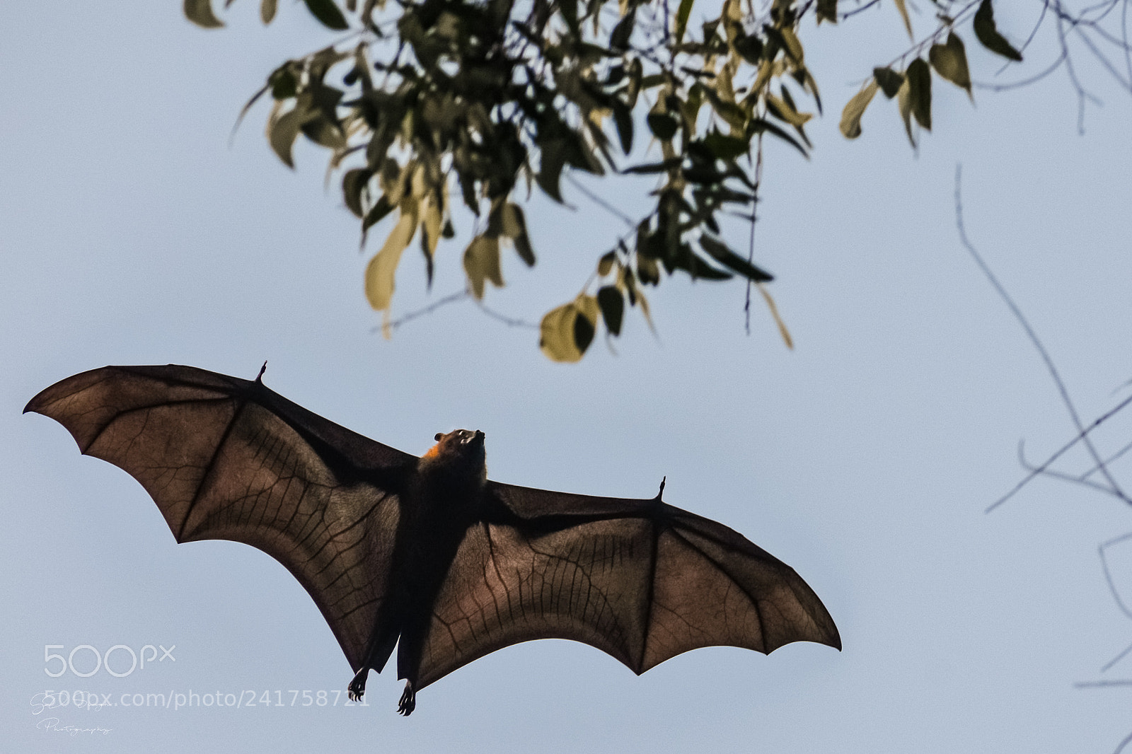 Nikon D7200 sample photo. Bat photography