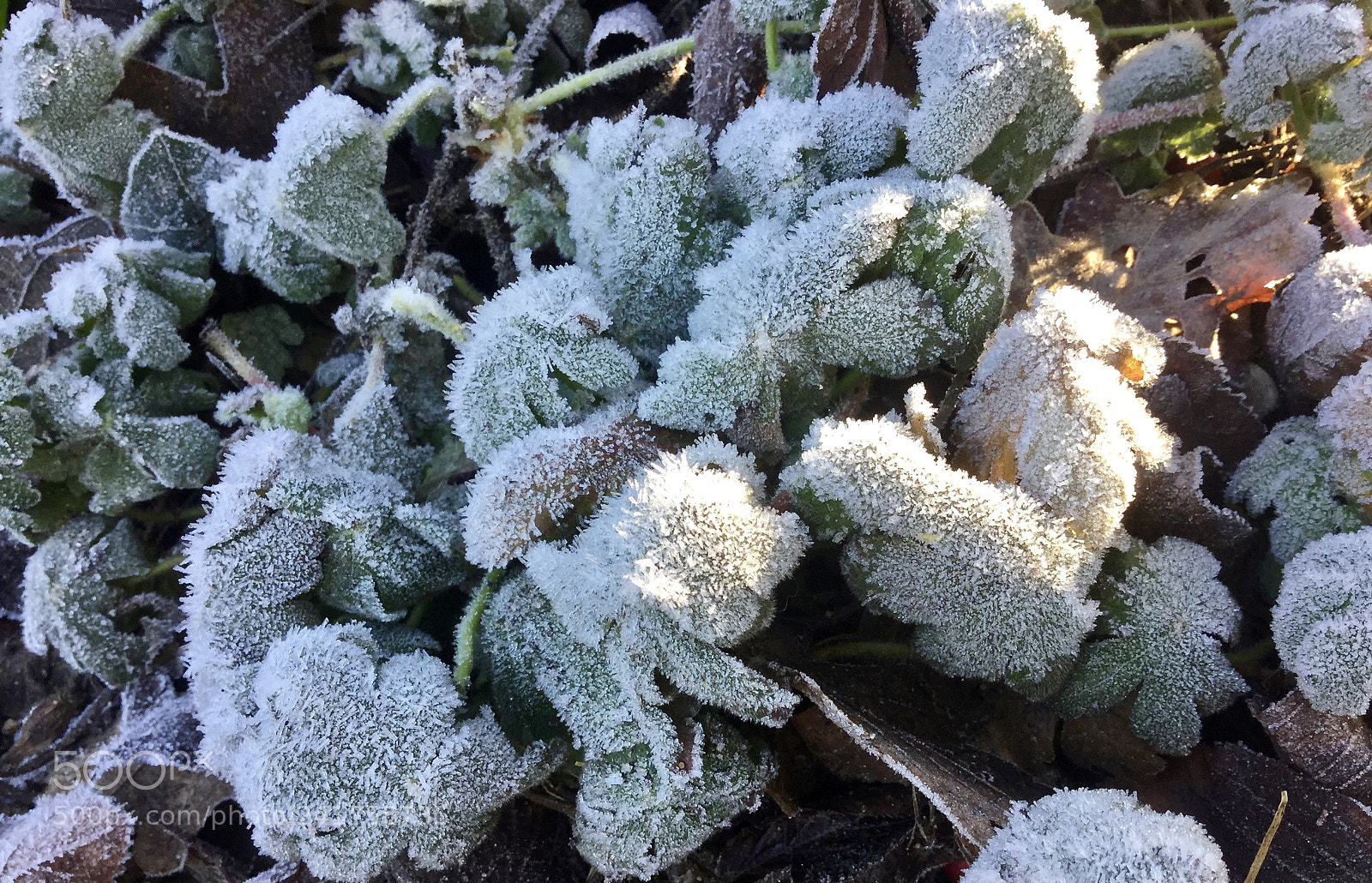 Apple iPad Air 2 sample photo. Frosty's photography