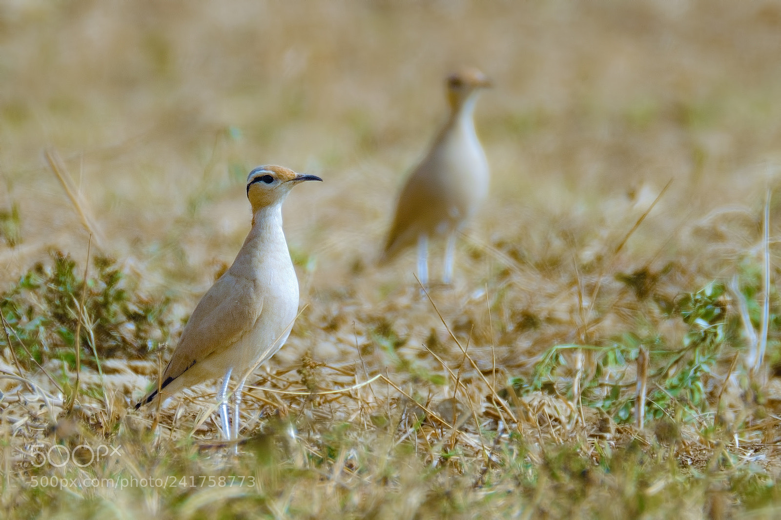 Fujifilm X-T2 sample photo. Cream-colored coursers photography