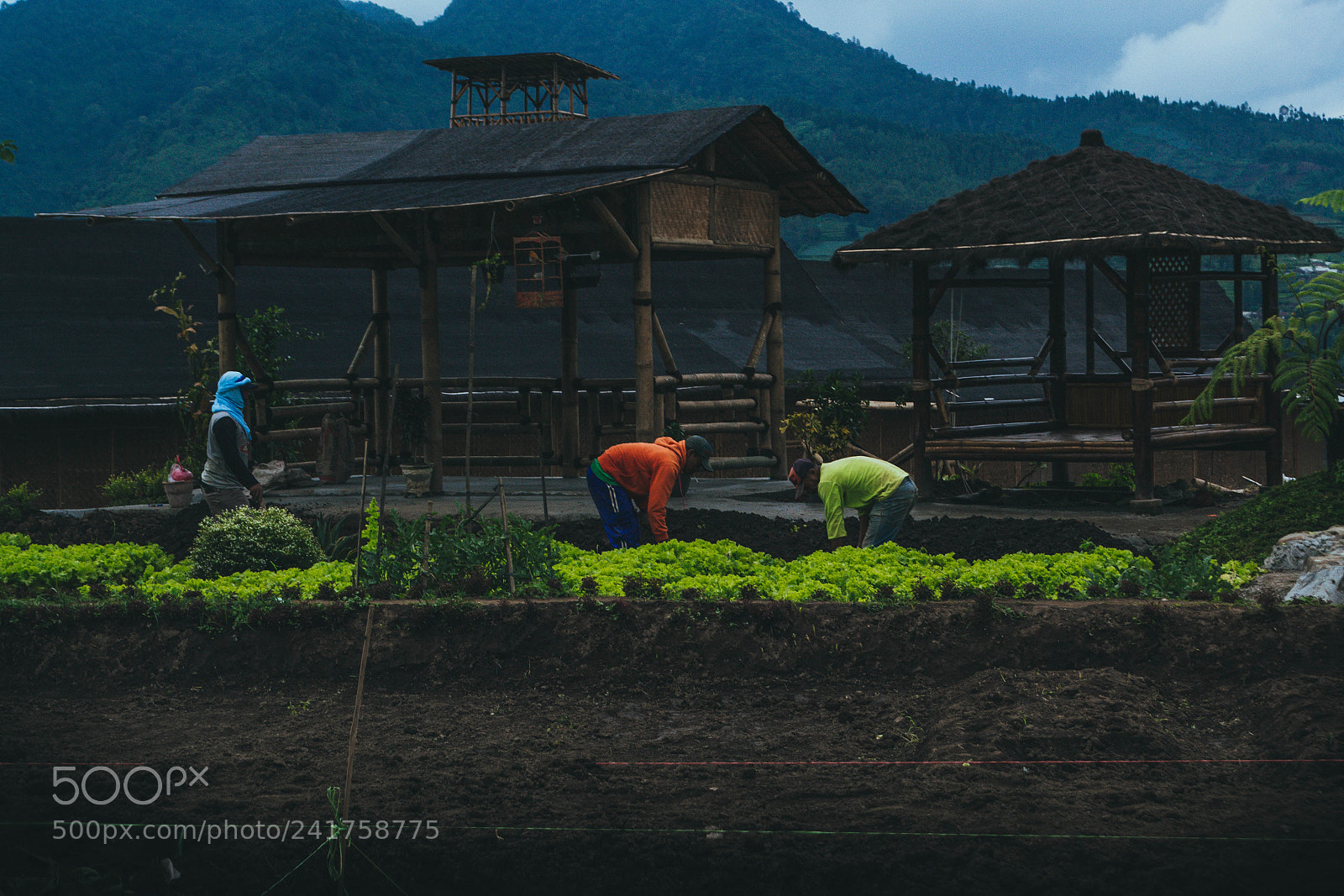Nikon D3100 sample photo. Farmer photography