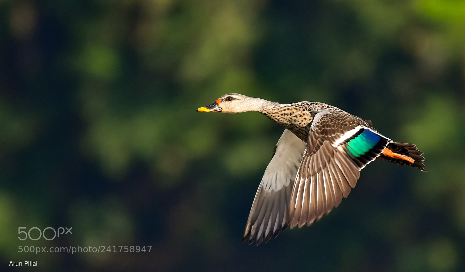 Nikon D500 sample photo. Indian spot billed duck photography