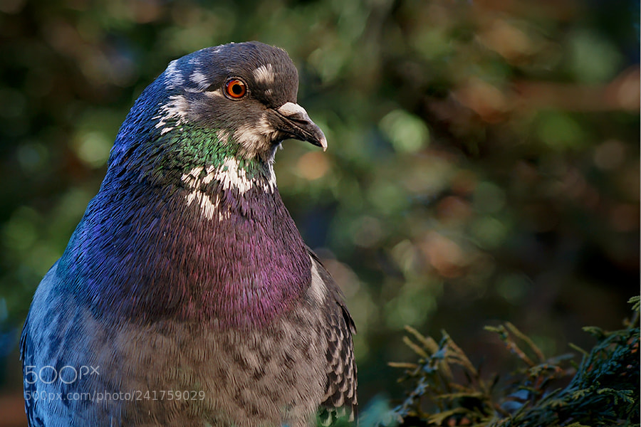Sony SLT-A58 sample photo. Just a feral pigeon photography