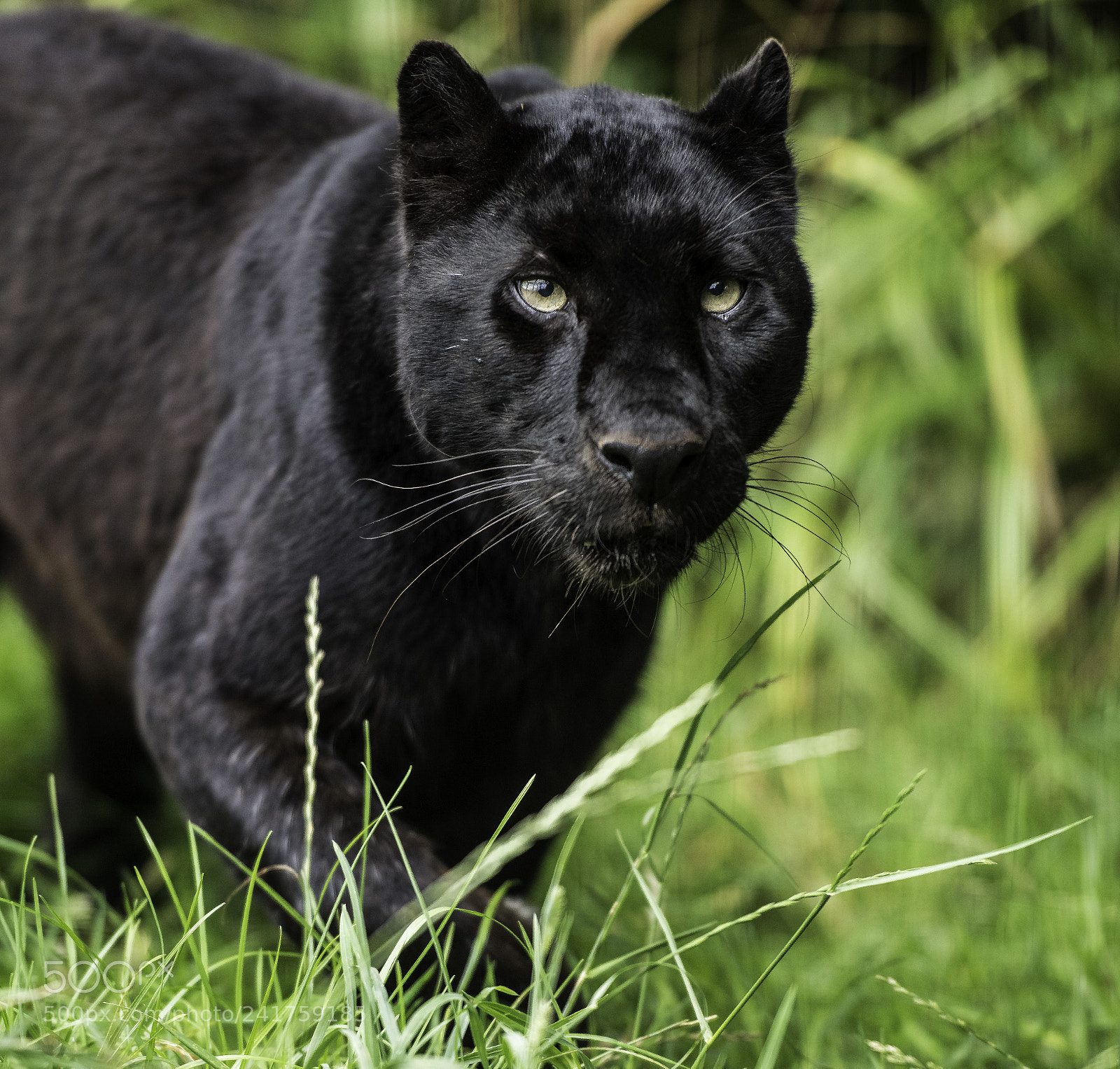 Nikon D810 sample photo. Black leopard photography