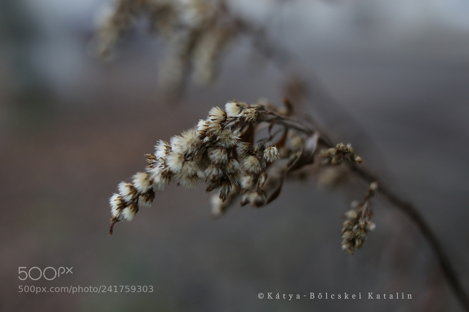 Sigma 35mm F1.4 DG HSM Art sample photo. Winter plan photography
