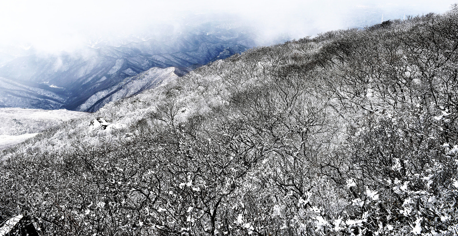 Nikon D810 sample photo. Trees in winter photography