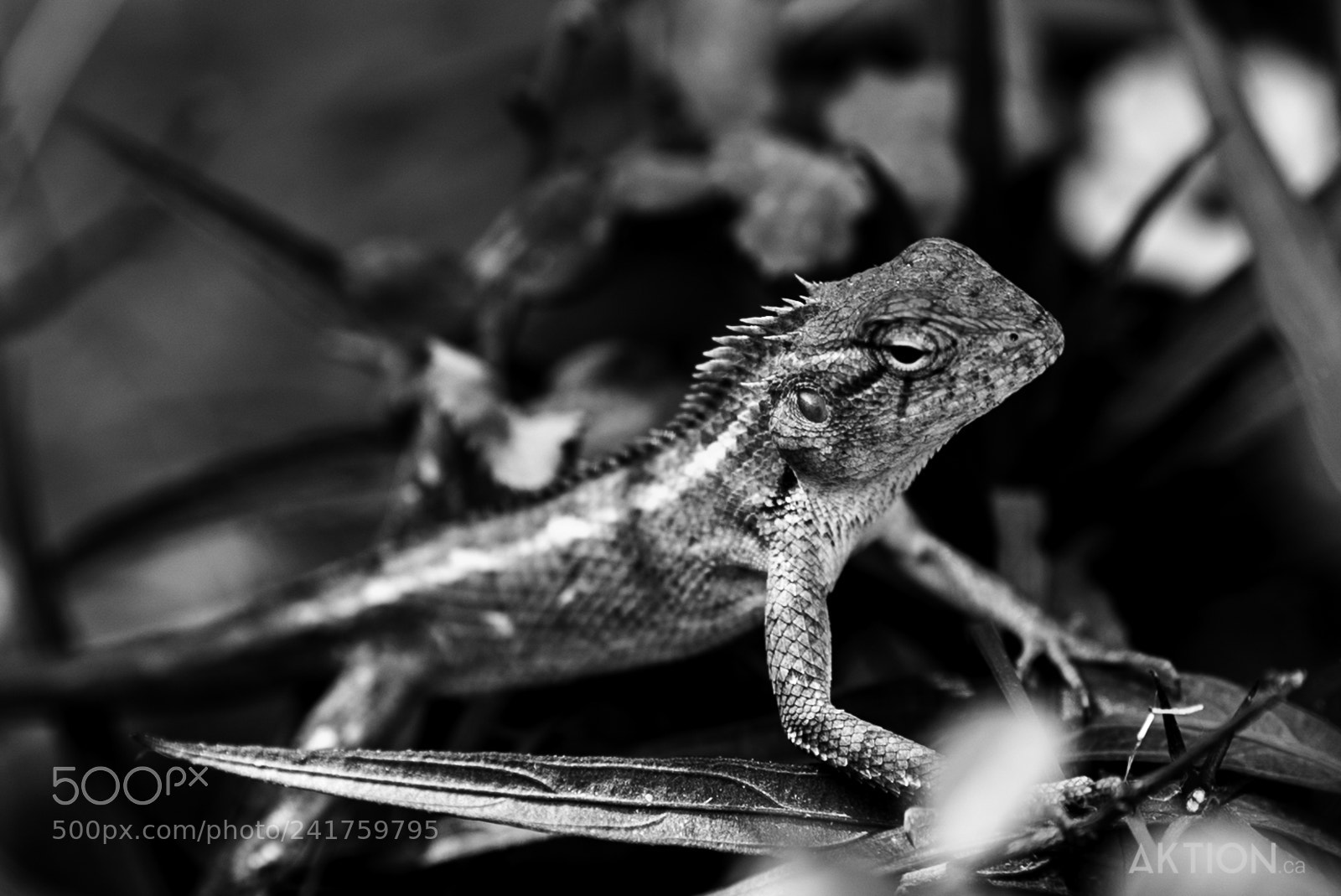Sony a7S sample photo. This little guy. photography