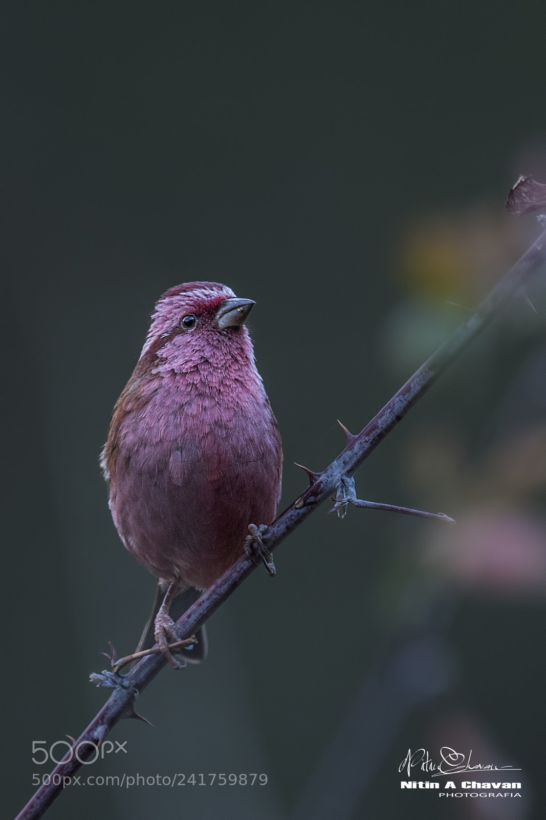 Nikon D810 sample photo. Pink browed rosefinch photography