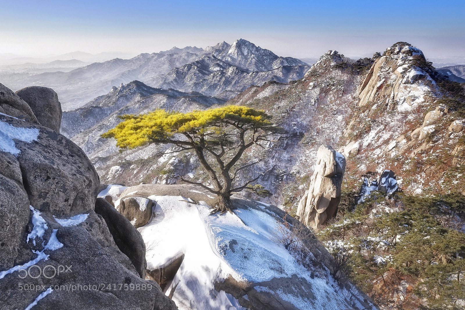 Canon EOS 6D Mark II sample photo. Lonesome pine tree photography