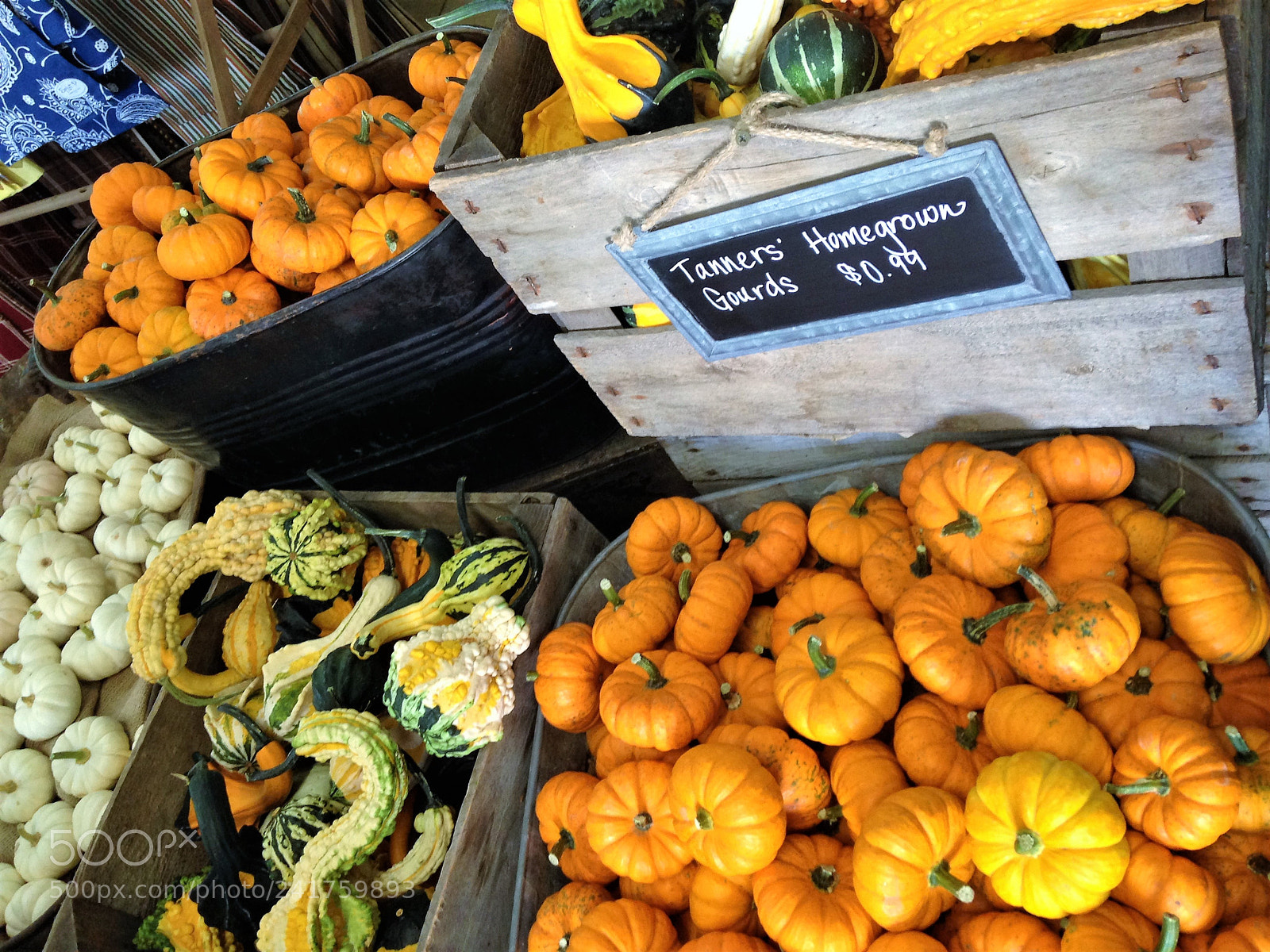 Apple iPhone 5c sample photo. Autumn produce photography
