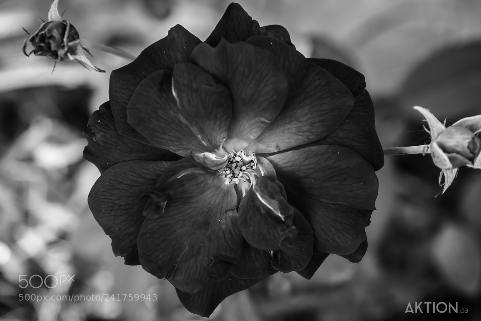 Sony a7S sample photo. Flower. photography