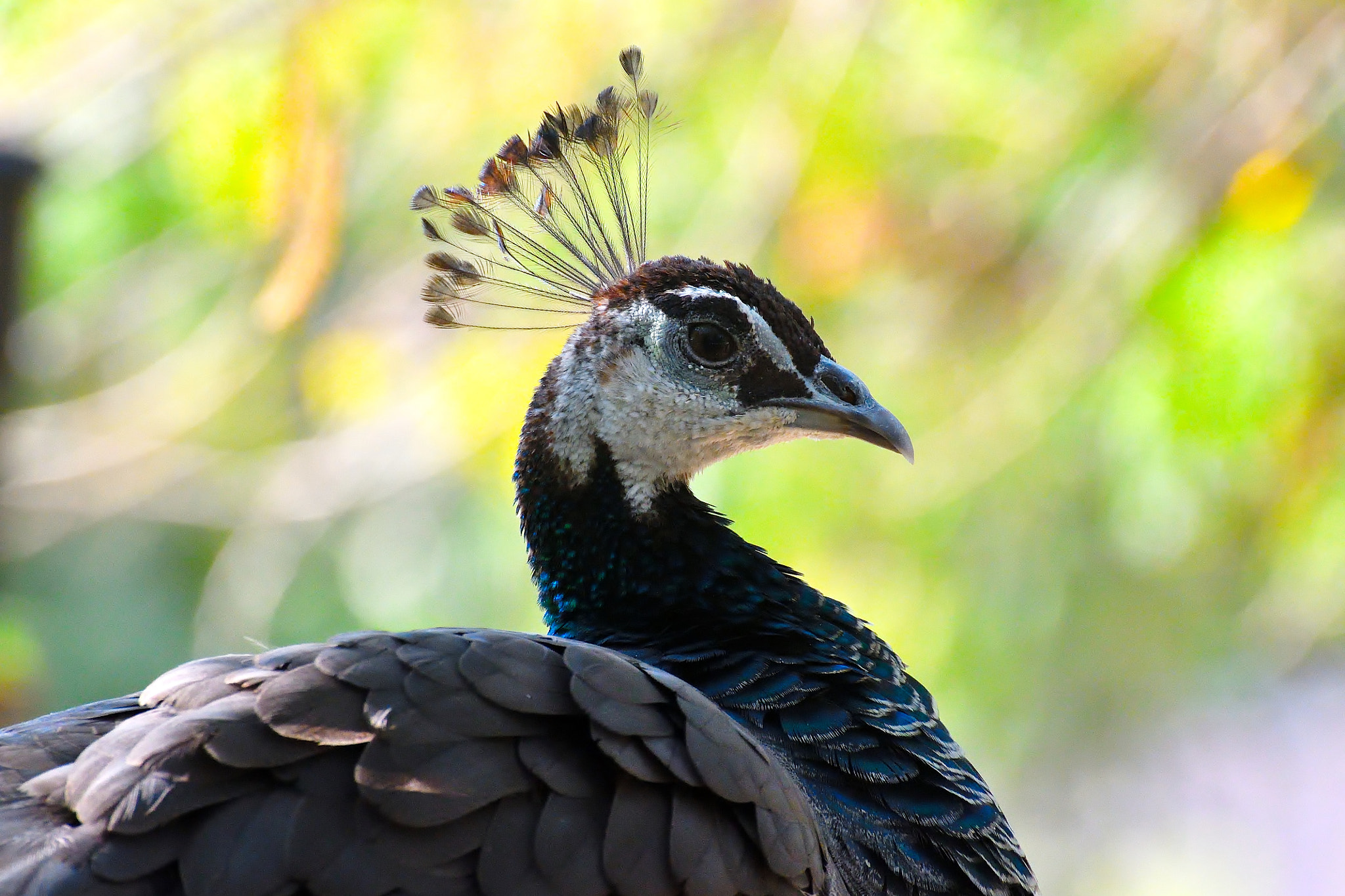 Nikon D500 sample photo. Peacock photography