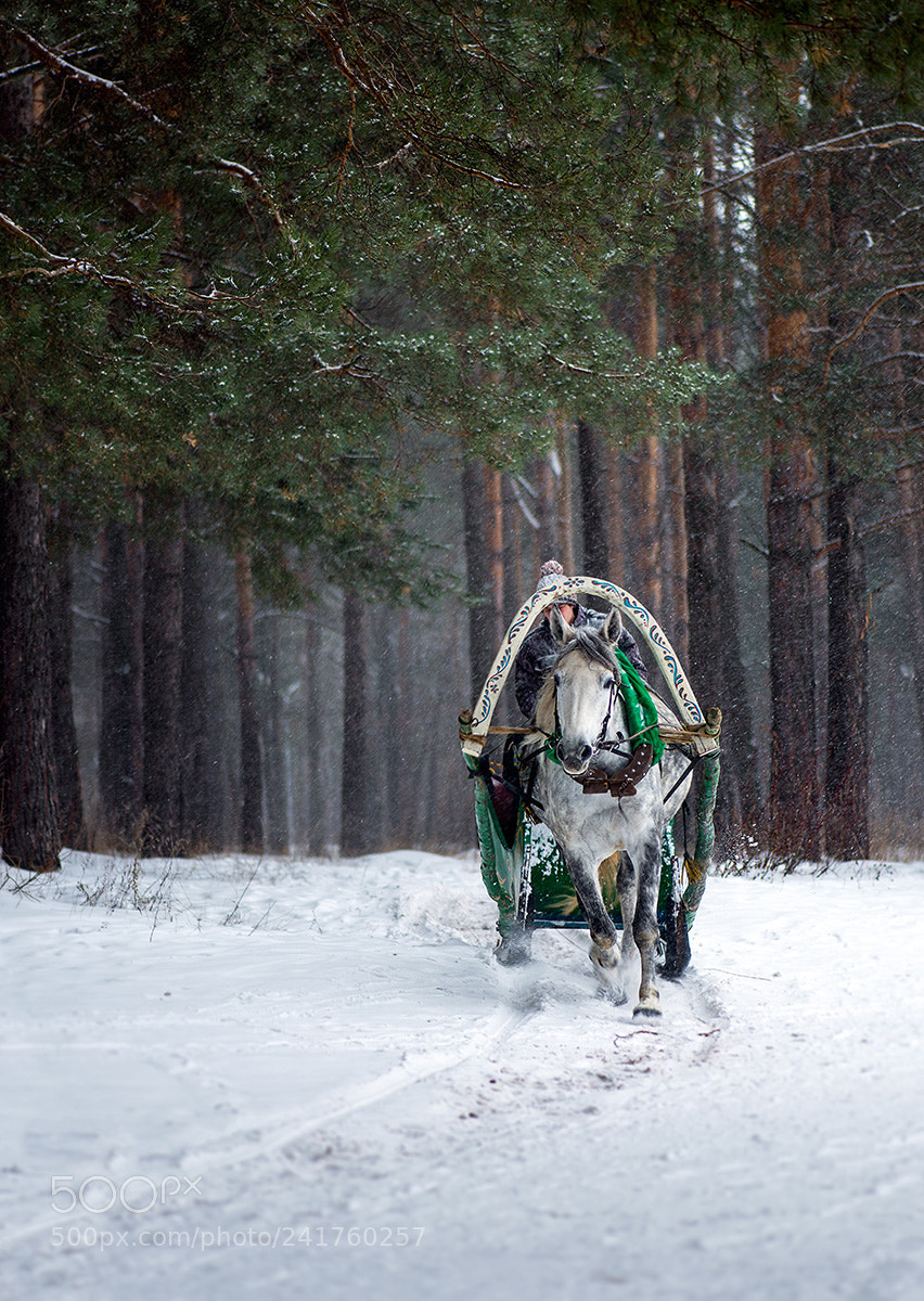 Nikon D800 sample photo. January photography