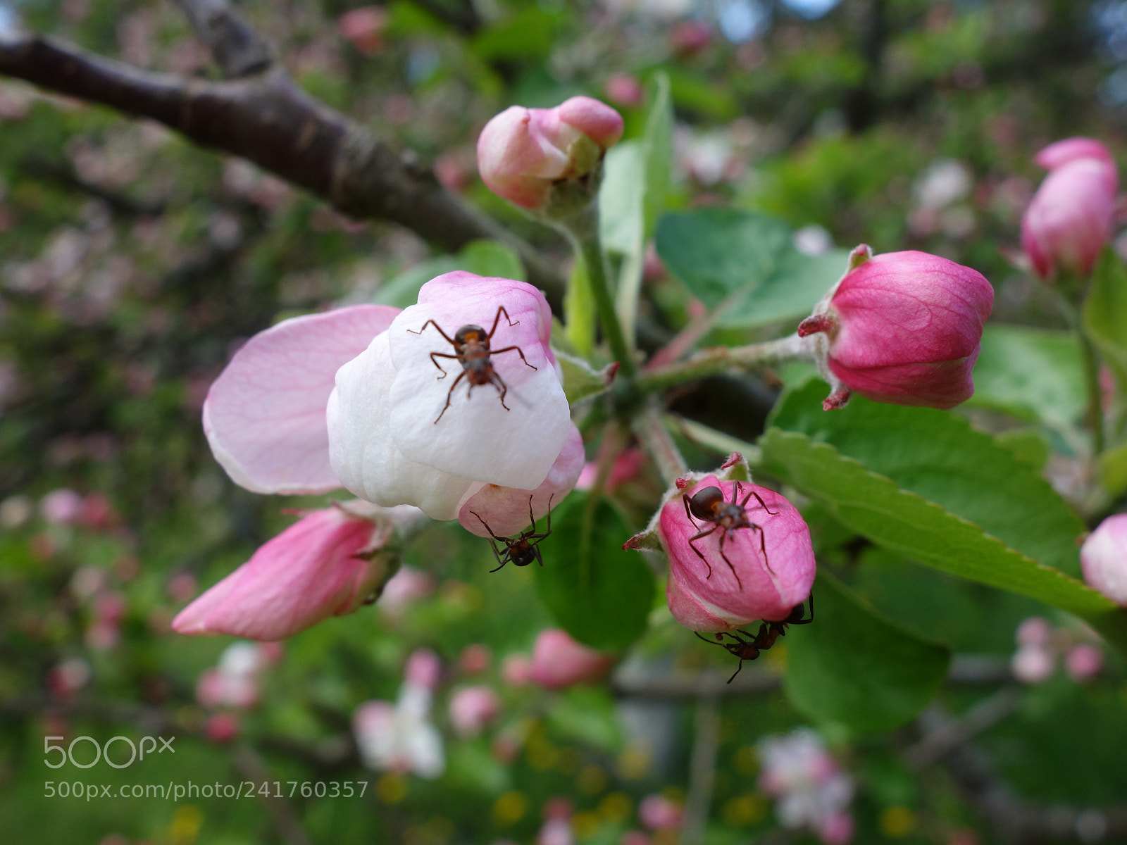 Sony Cyber-shot DSC-RX100 sample photo. Guards photography