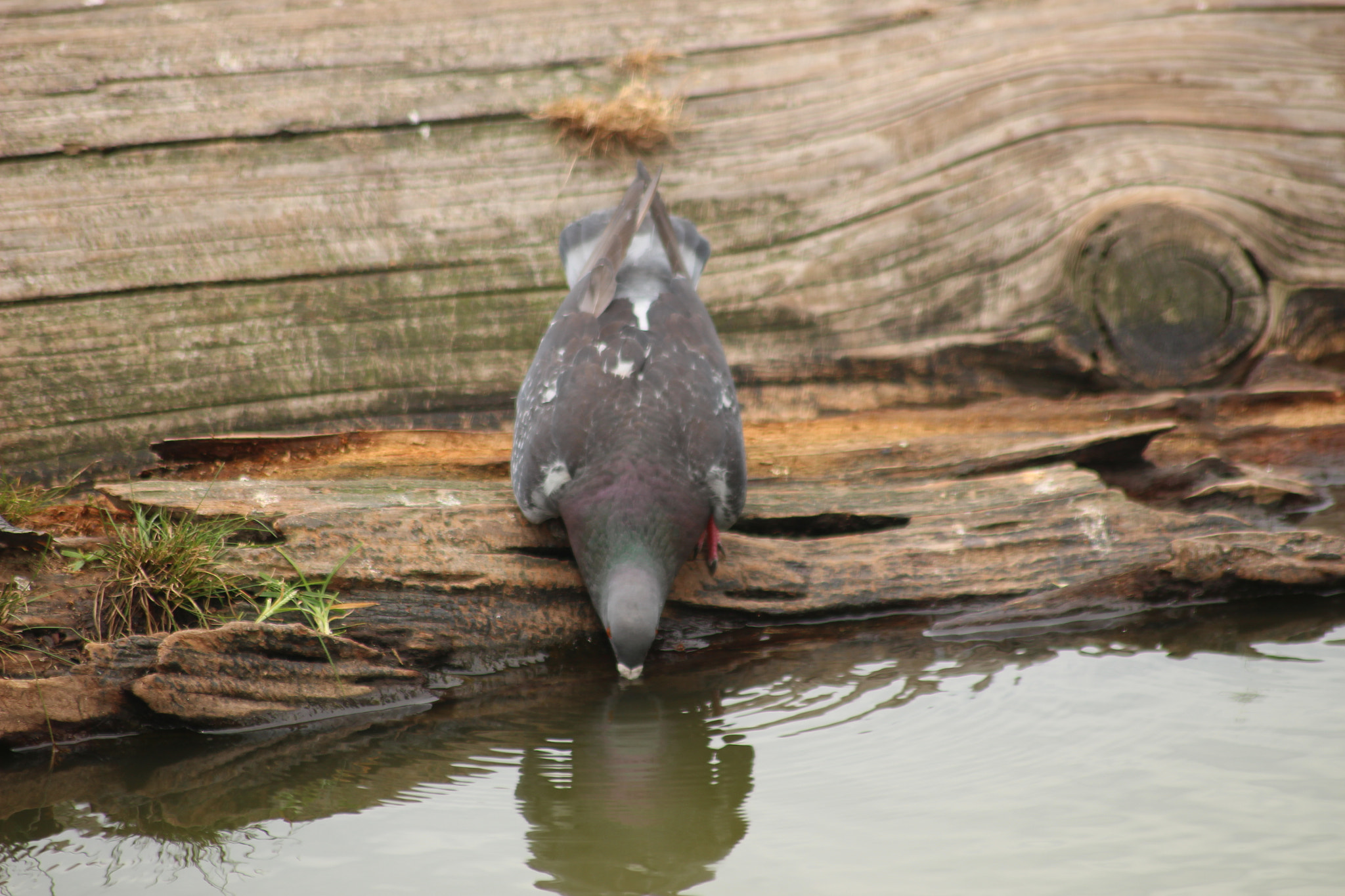 Canon EOS 100D (EOS Rebel SL1 / EOS Kiss X7) sample photo. 水を飲むハト（pigeon drinking water） photography