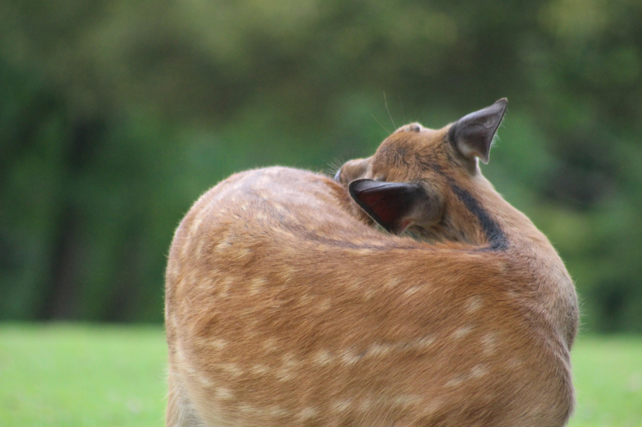 Canon EOS 100D (EOS Rebel SL1 / EOS Kiss X7) sample photo. シカ（deer） photography