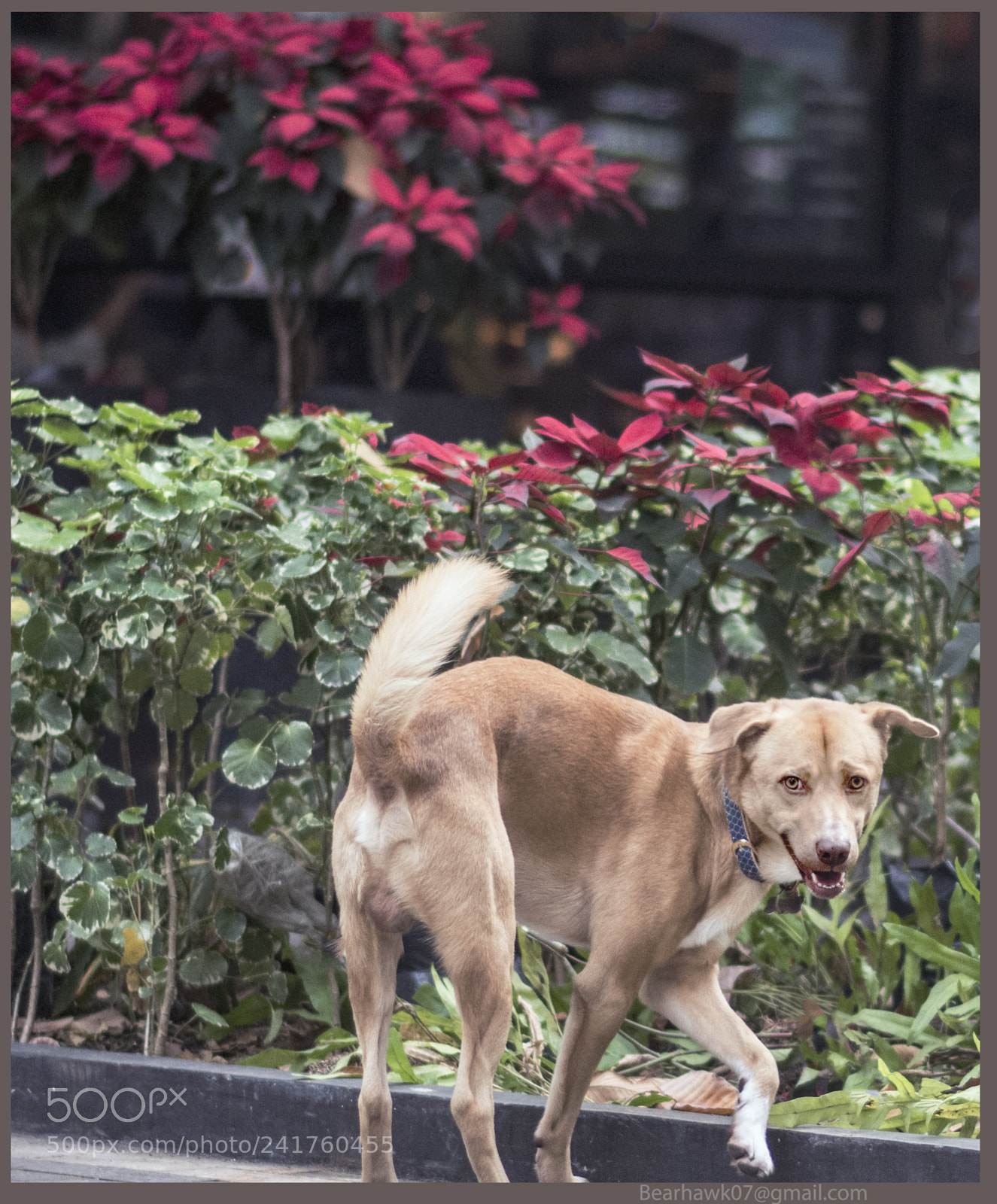 Nikon D7200 sample photo. 078.jpg photography