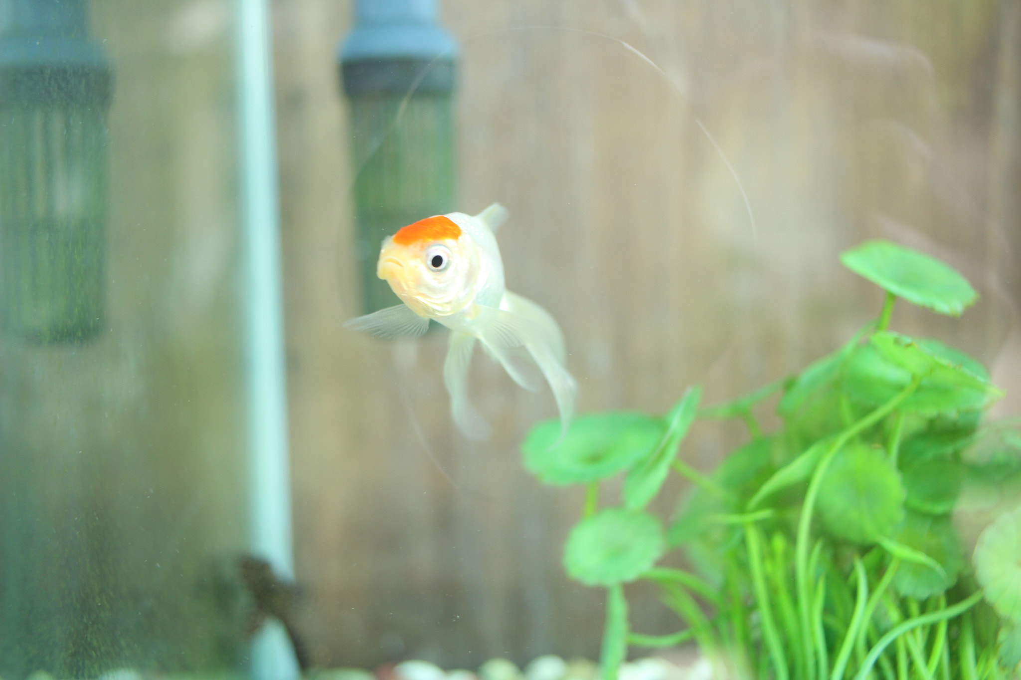 Canon EF-S 24mm F2.8 STM sample photo. 金魚（goldfish） photography