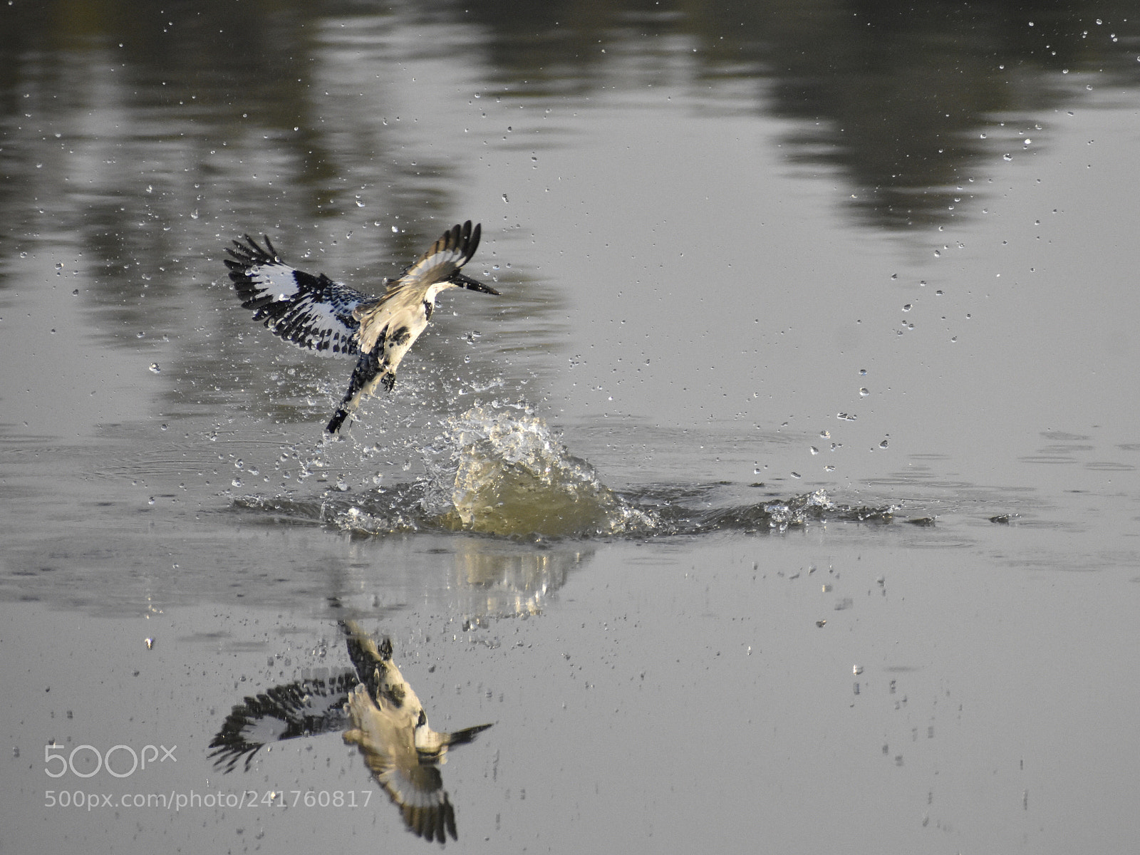 Nikon D3400 sample photo. Pied kingfisher photography