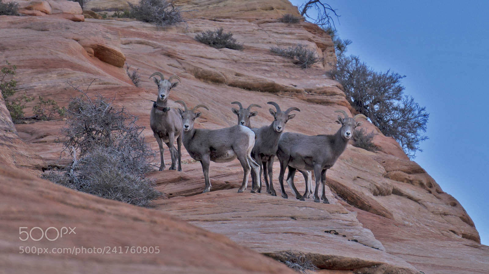 Sony Alpha a5000 (ILCE 5000) sample photo. Bighorn sheep at zion photography