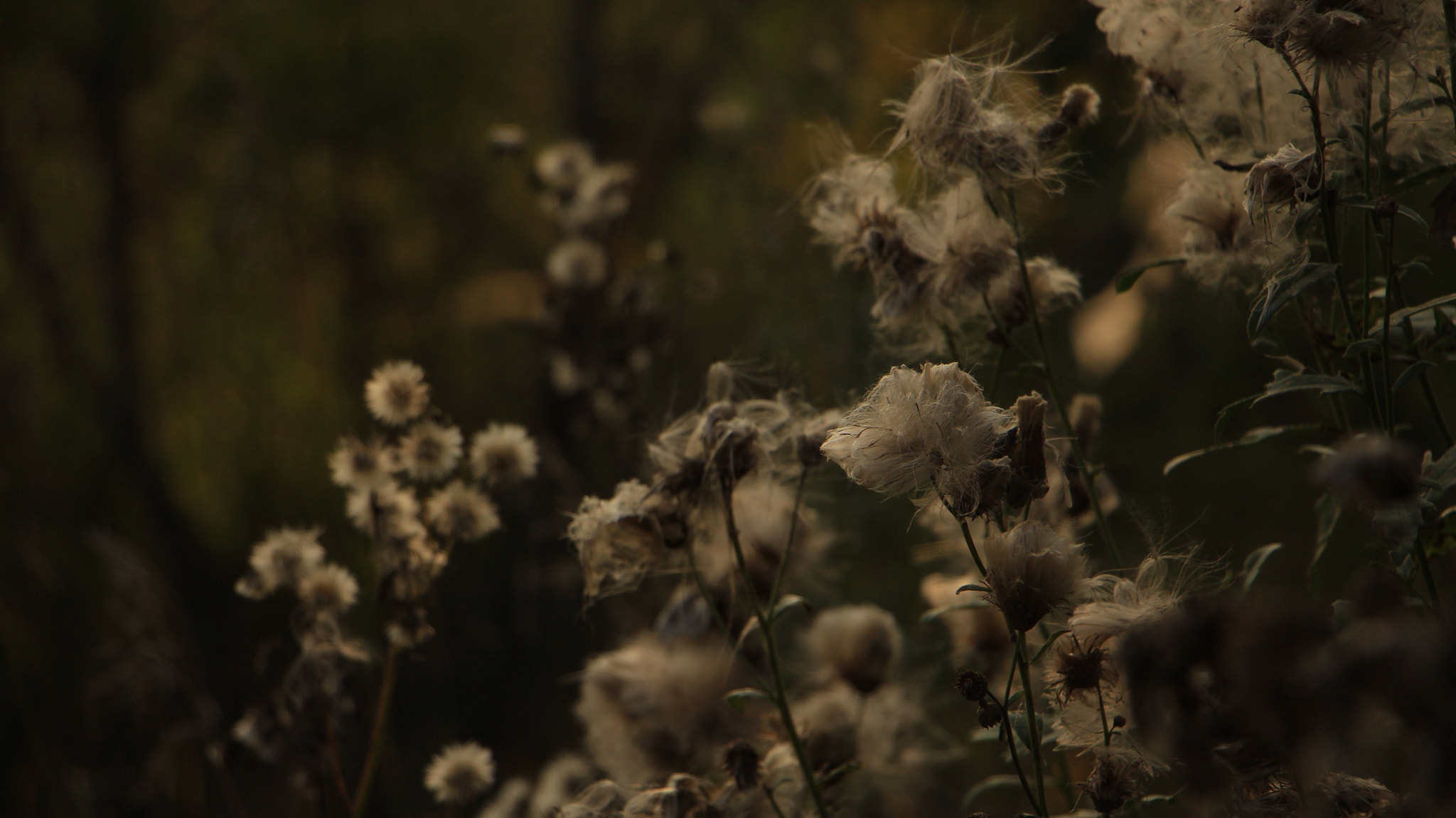 Canon EOS 60D sample photo. Img photography