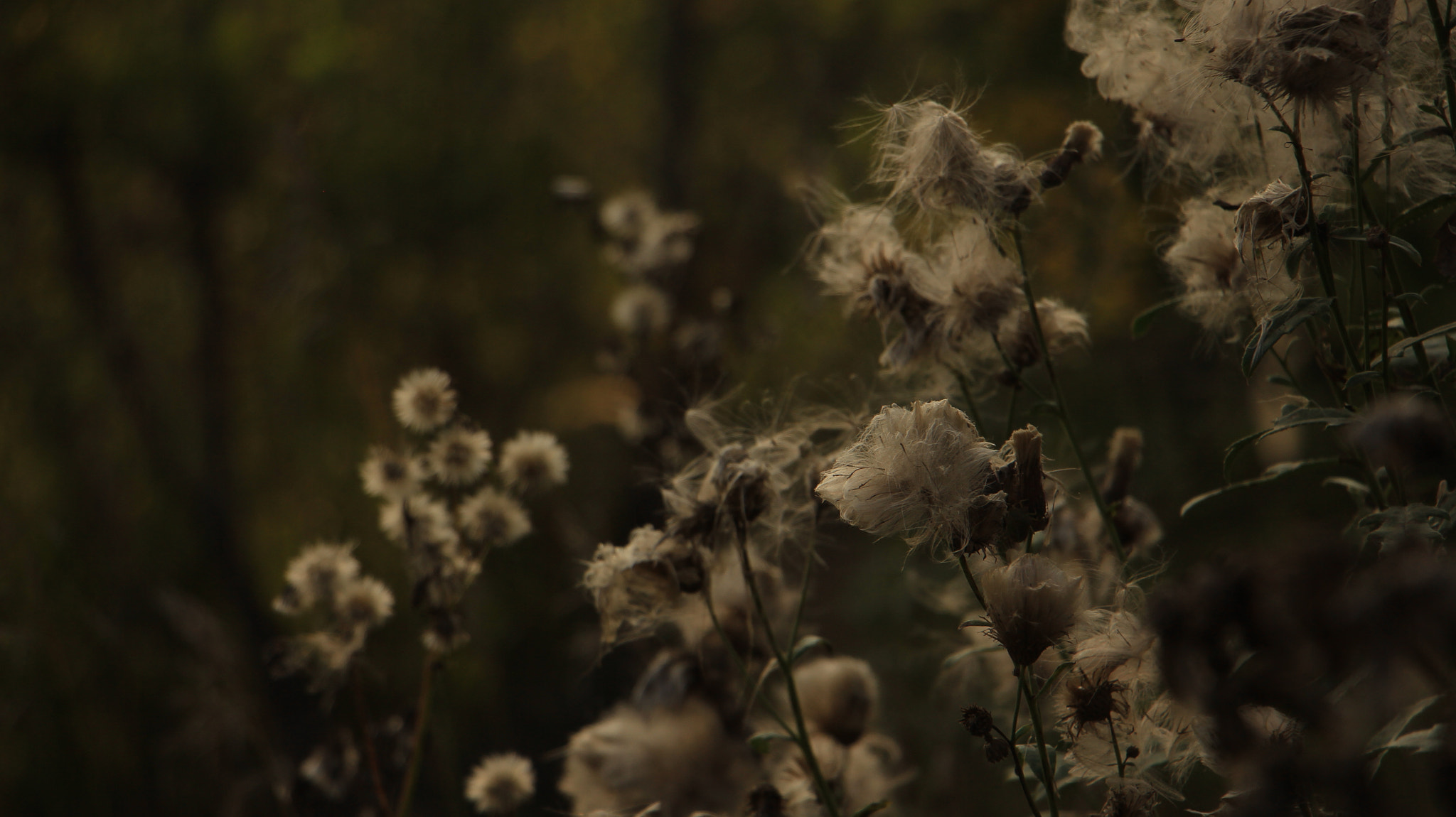 Canon EOS 60D sample photo. Img photography