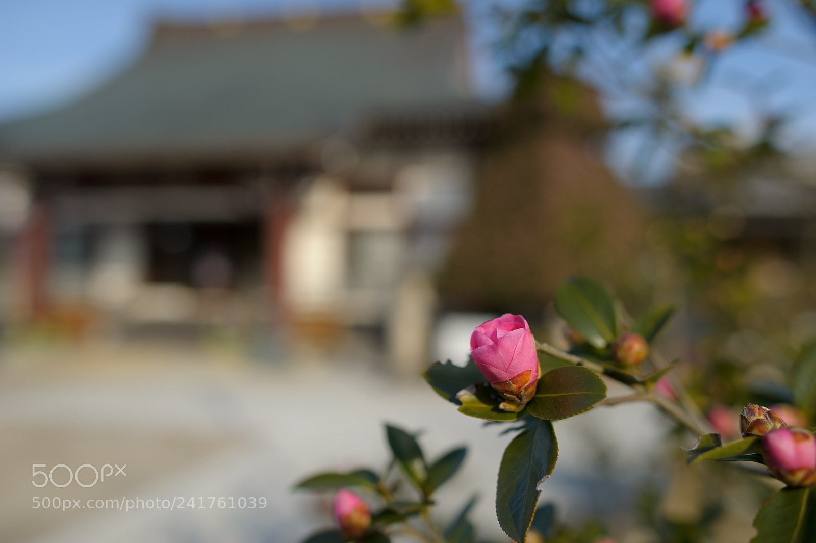 Nikon D3S sample photo. Red bud photography