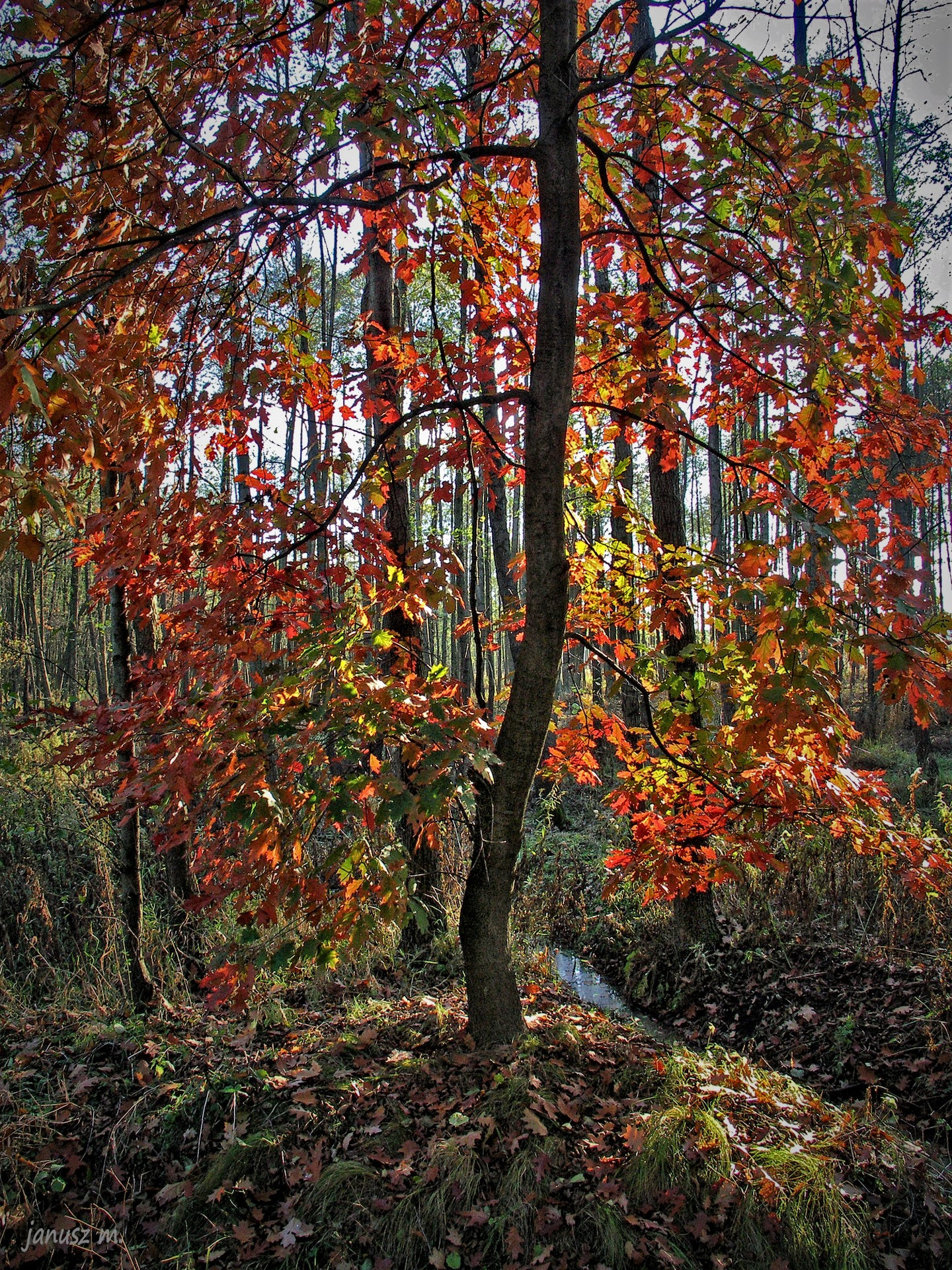 KONICA MINOLTA DiMAGE A200 sample photo. Autumn tree photography