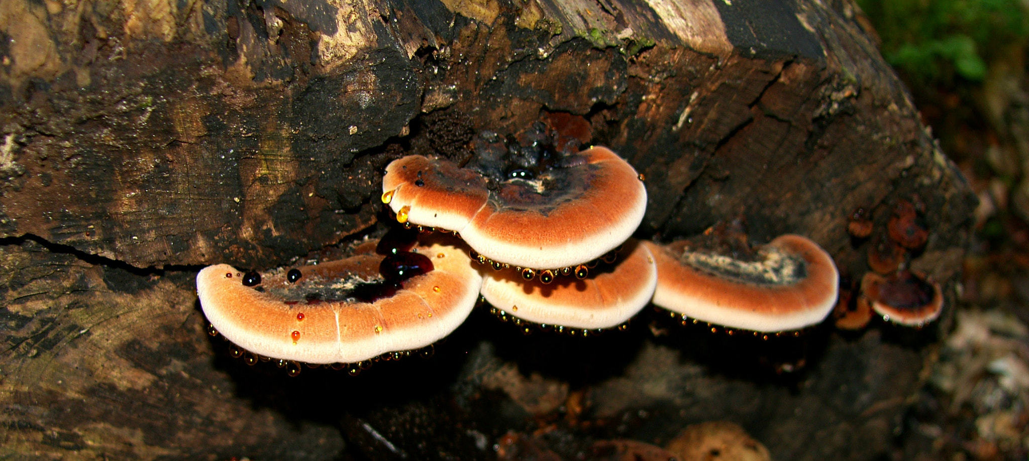 Samsung Pro 815 sample photo. Mushroom photography