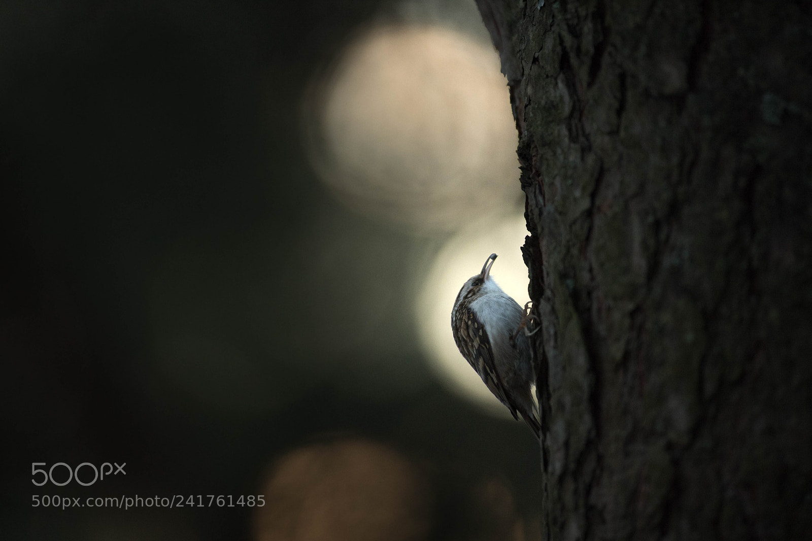 Nikon D5 sample photo. The last light photography