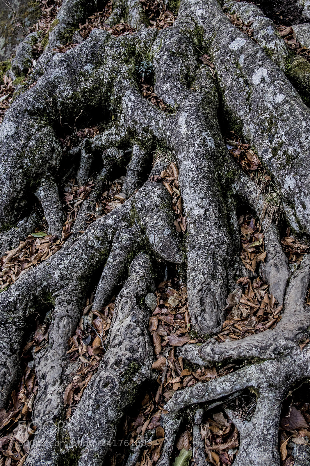 Canon PowerShot G7 X Mark II sample photo. Root photography