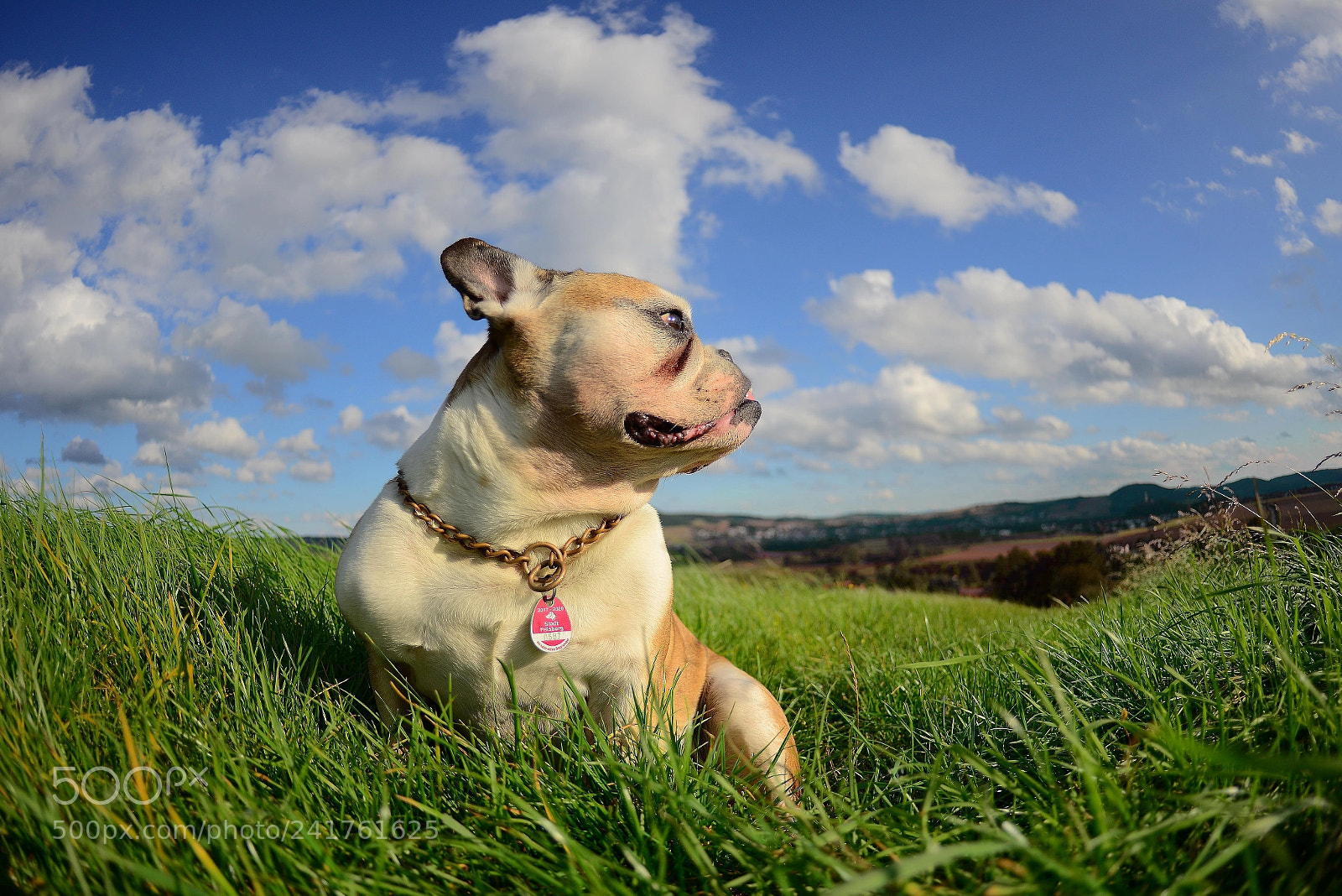 Nikon D800E sample photo. Indulgence in aimless thoughts... photography