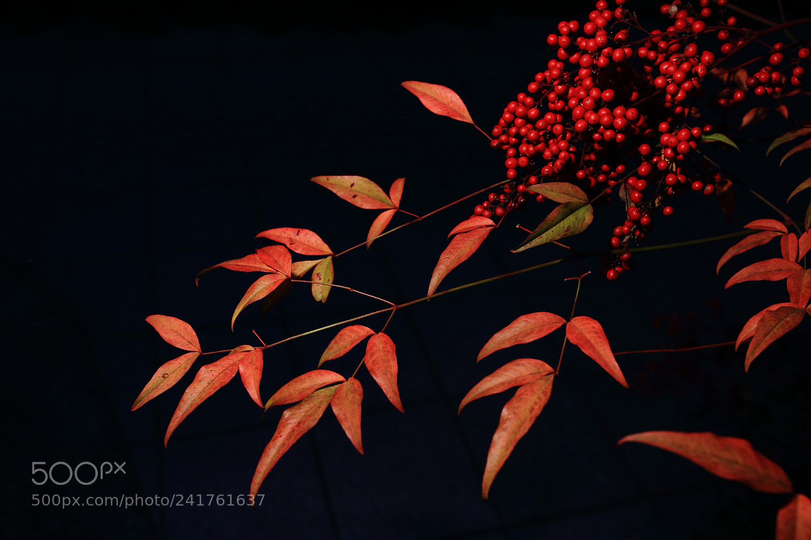 Sigma 35mm F1.4 DG HSM Art sample photo. Nandina photography