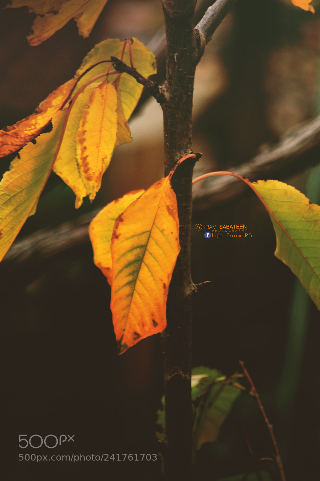 Nikon D5500 sample photo. Autumn photography