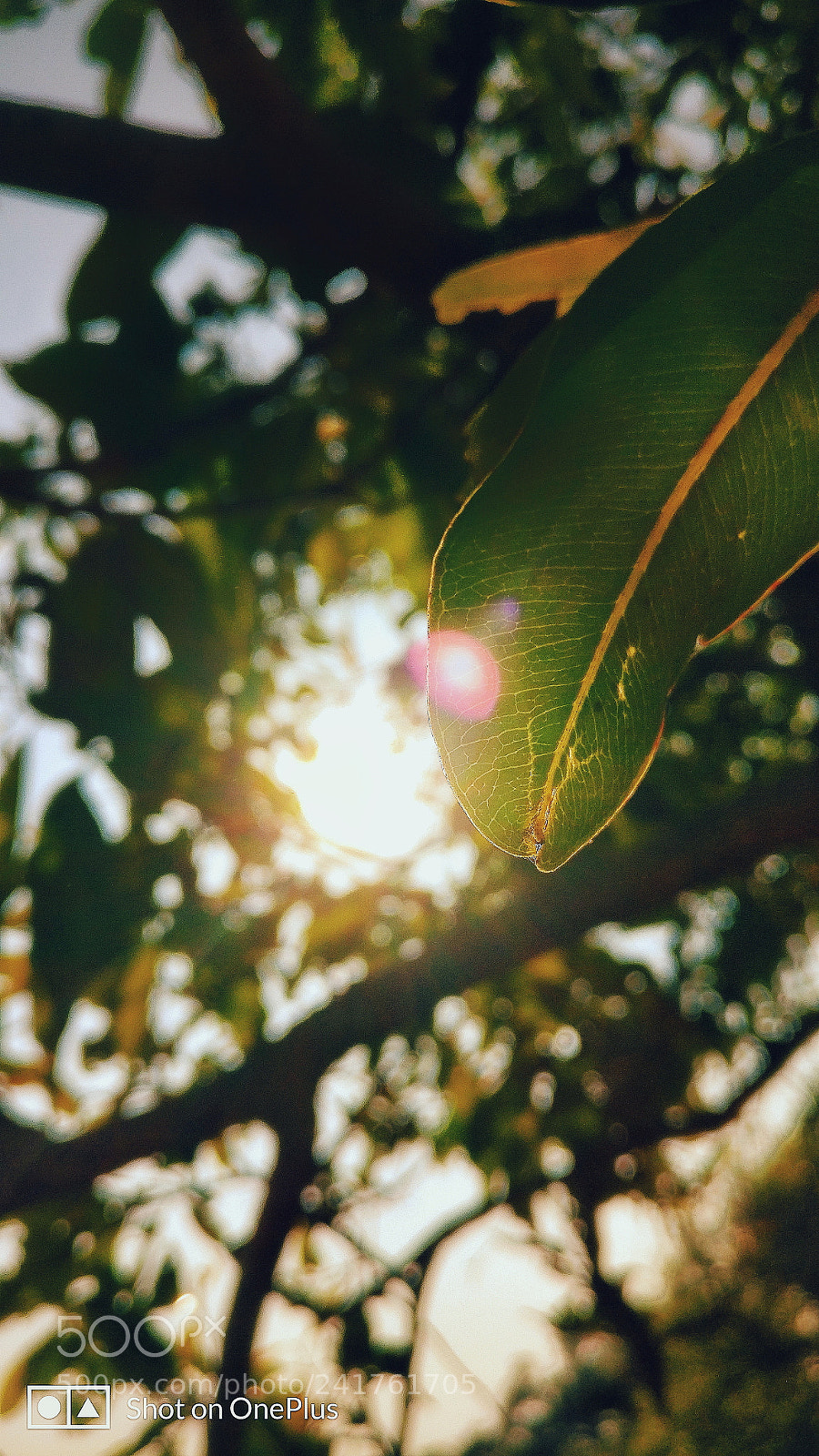 OnePlus A3003 sample photo. Sun flares photography