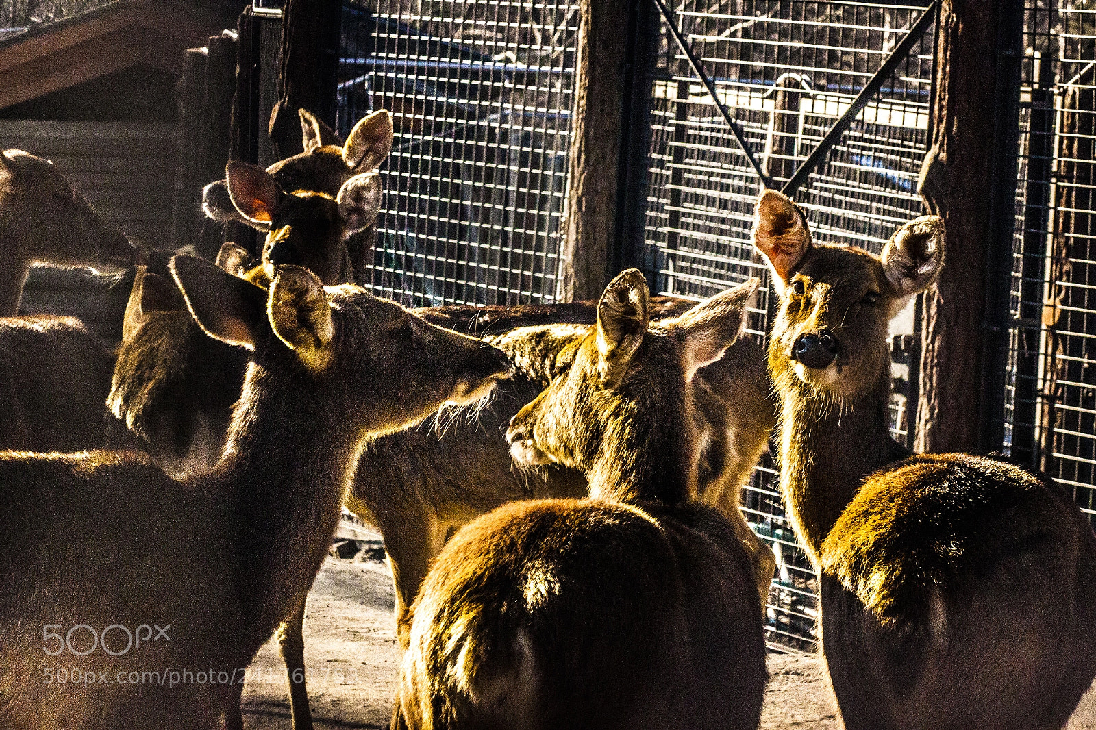 Canon EOS 500D (EOS Rebel T1i / EOS Kiss X3) sample photo. Throng of deers photography