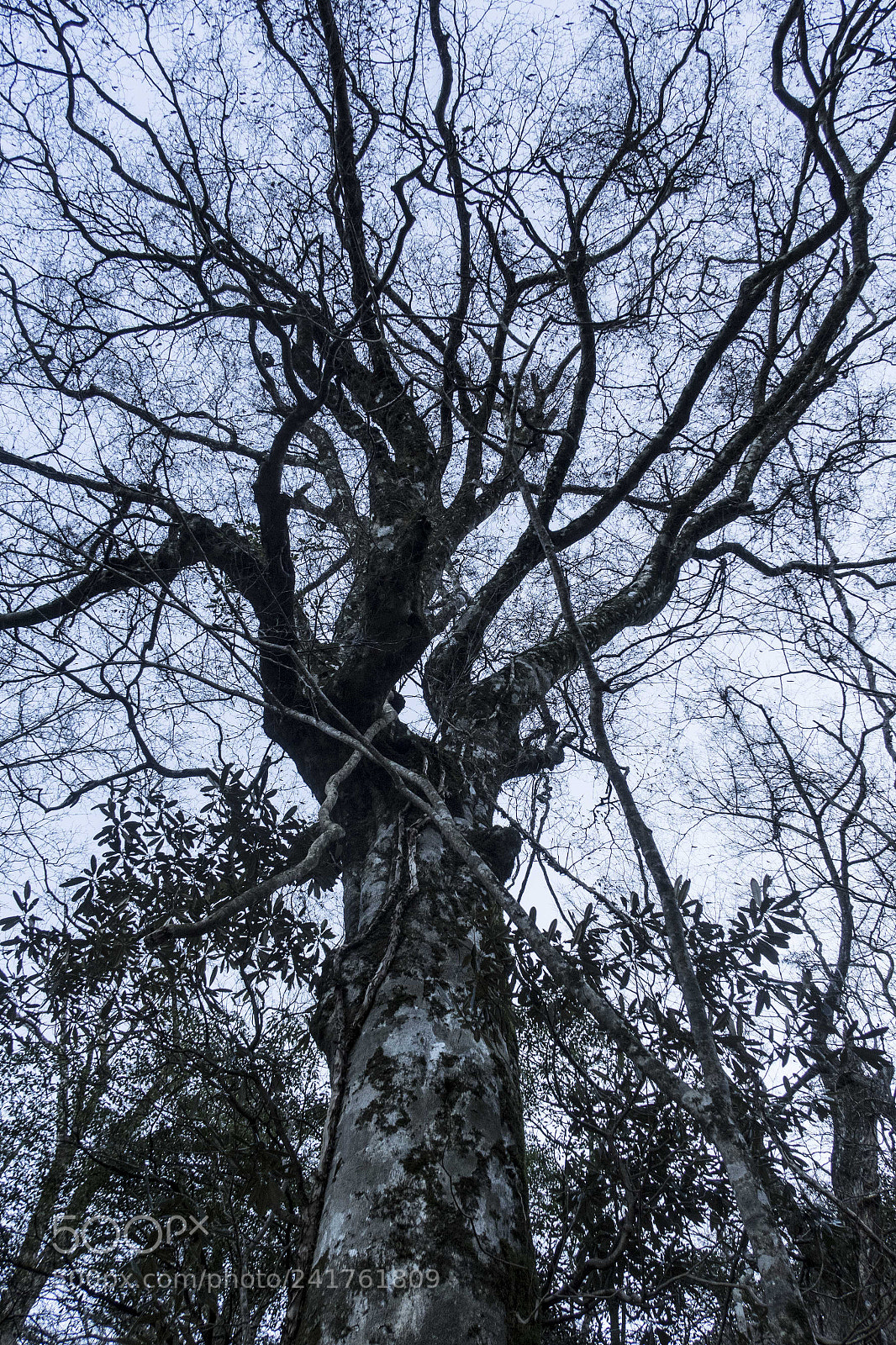 Canon PowerShot G7 X Mark II sample photo. Fagus crenata photography