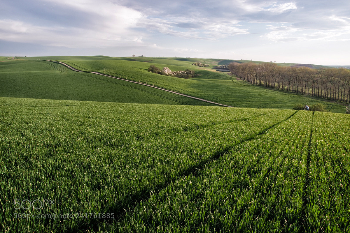 Nikon D5500 sample photo. Amongst moravian fields photography